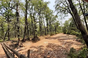 Saraswatipur Tea Estate(Karala River crossing) Baikunthapur forest image