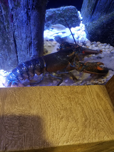 Aquarium «Atlantic City Aquarium», reviews and photos, 800 N New Hampshire Ave, Atlantic City, NJ 08401, USA