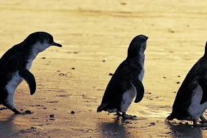 Phillip Island Tours - Best Penguin Parade Tours from Melbourne image