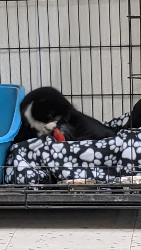 Pet Supply Store «Pet Supplies Plus», reviews and photos, 9630 Transit Rd Suite 400, East Amherst, NY 14051, USA