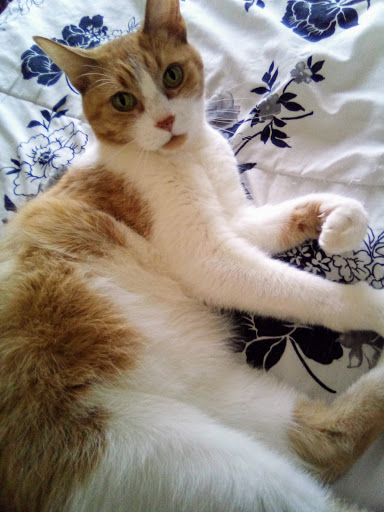 Pet Store «Animal Attraction», reviews and photos, 2518 11th Ave, Greeley, CO 80631, USA