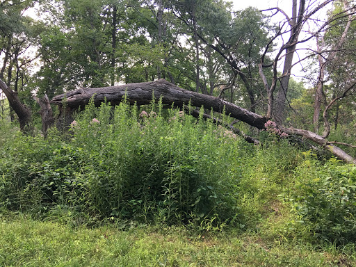 Nature Preserve «Swallow Cliff Woods South», reviews and photos, Illinois Rt 83 & US Rt 45, Palos Park, IL 60464, USA