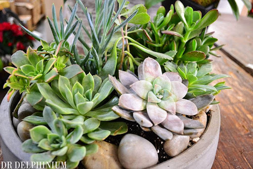 Florist «Dr Delphinium Flower & Orchid House», reviews and photos, 513 W Campbell Rd, Richardson, TX 75080, USA