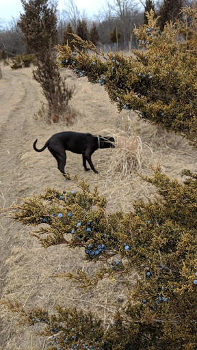 Dog Park «Beck Lake Off-Leash Dog Area», reviews and photos, 9700 Gloria Ct, Glenview, IL 60025, USA