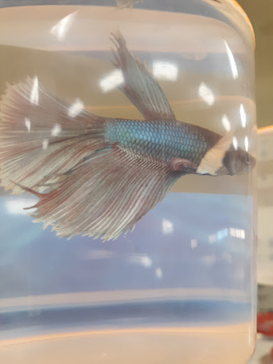 Pet Supply Store «PetSmart», reviews and photos, 160 Wadsworth Blvd, Lakewood, CO 80226, USA