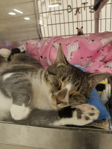 Pet Supply Store «PetSmart», reviews and photos, 7616 Denton Hwy #532, Watauga, TX 76148, USA