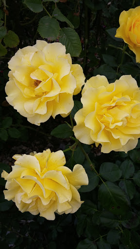 Orchard «Fireside Orchard & Gardens», reviews and photos, 2225 Lonsdale Blvd E, Northfield, MN 55057, USA