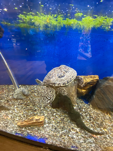 Pet Store «Critter Cabana», reviews and photos, 516 E 1st St, Newberg, OR 97132, USA