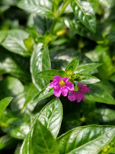 Pet Supply Store «Better Buys», reviews and photos, 3622 N Broadway Ave, Muncie, IN 47303, USA