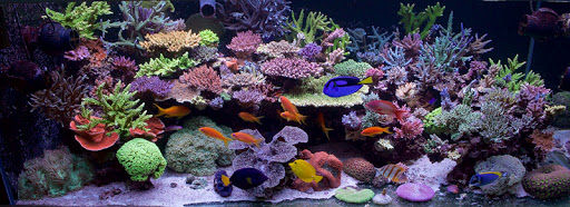 Pet Store «Pet Cove», reviews and photos, 820 E Center St, Kingsport, TN 37660, USA