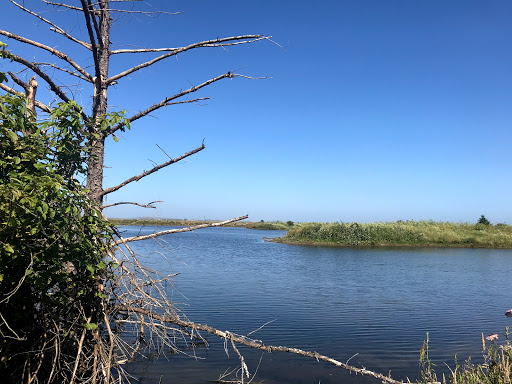 Bird Watching Area «Arcata Marsh Interpretive Center», reviews and photos, 569 S G St, Arcata, CA 95521, USA