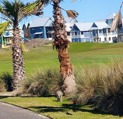 Golf Club «Palmilla Beach Golf Club», reviews and photos, 258 Snapdragon, Port Aransas, TX 78373, USA