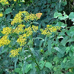 Photo n°4 de l'avis de Chris.e fait le 19/07/2022 à 13:22 sur le  Wolffhotel(Archeryhotel) à Kopp