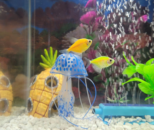 Pet Supply Store «PetSmart», reviews and photos, 11134 Parkside Dr, Knoxville, TN 37934, USA