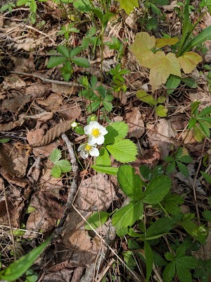 Davis Conservation Area - photo 23