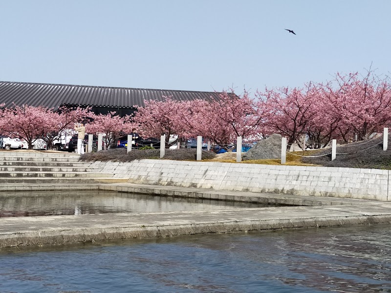 親水公園-河津桜