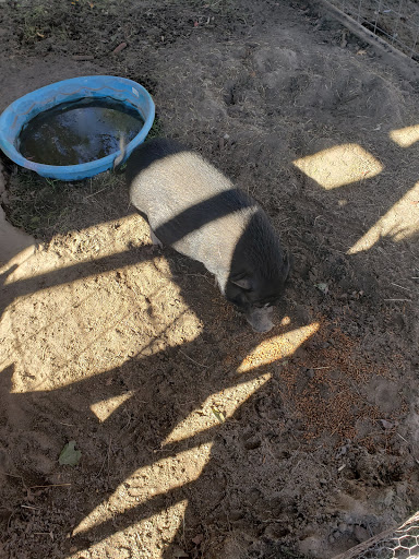 Tourist Attraction «Sugar Hill U-pick Farms», reviews and photos, 3595 Co Rd 59, Verbena, AL 36091, USA