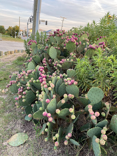 Grocery Store «Sandbridge Seaside Market», reviews and photos, 209 Sandbridge Rd, Virginia Beach, VA 23456, USA