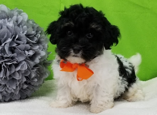 Pet Store «Happiness Is Pets», reviews and photos, 15647 94th Ave, Orland Park, IL 60462, USA