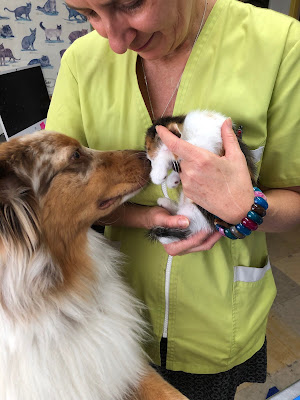 Clinique Vétérinaire Univet Aix les Amandiers - Dr Vétérinaire Olivès Marion à Aix-en-Provence