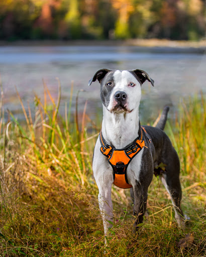 Park «Bays Mountain Park & Planetarium», reviews and photos, 853 Bays Mountain Rd, Kingsport, TN 37660, USA