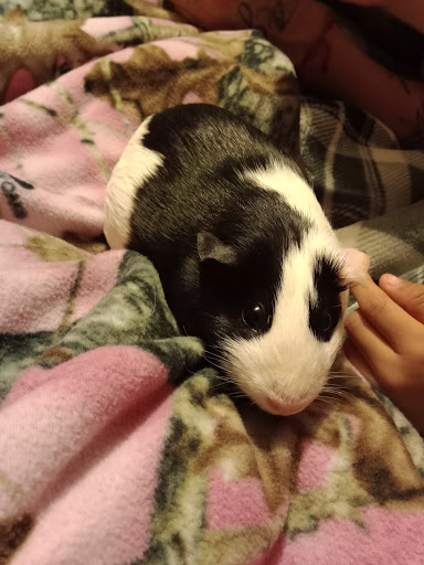 Pet Supply Store «Petco Animal Supplies», reviews and photos, 1901 Madison Ave #610, Mankato, MN 56001, USA