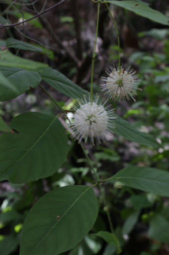 Park «Lithia Springs Park», reviews and photos, 3932 Lithia Springs Rd, Lithia, FL 33547, USA