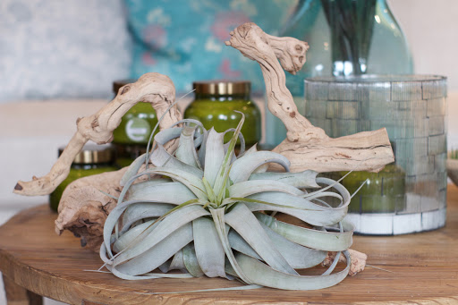 Gift Shop «Dancing Elephant, Inc.», reviews and photos, 2006 San Marco Blvd, Jacksonville, FL 32207, USA