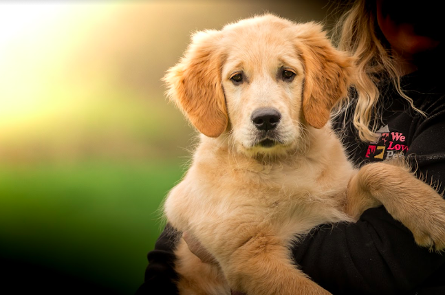 We Love Pets Telford - Dog Walker, Pet Sitter & Home Boarder - Dog trainer