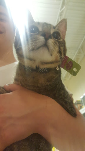 Pet Supply Store «PetSmart», reviews and photos, 2122 N 2nd St, Millville, NJ 08332, USA