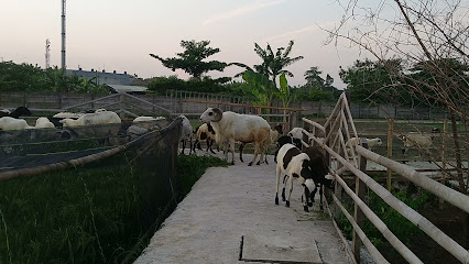 Ternak Kambing Sangkuriang Farm