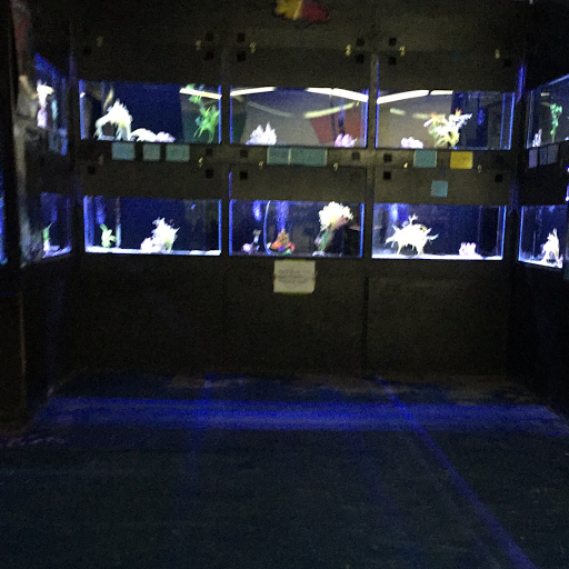 Aquarium «Sea Oddities», reviews and photos, 128 Broad St, Kingsport, TN 37660, USA