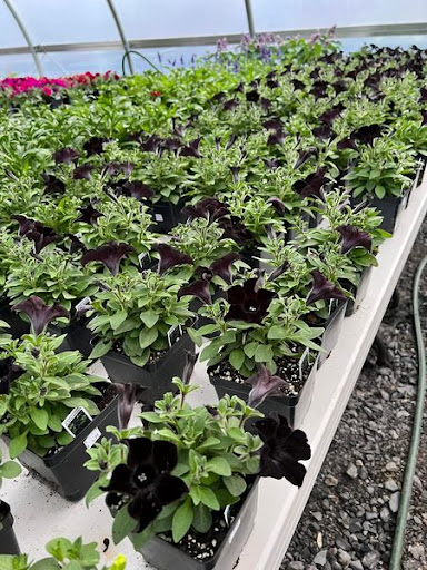 Florist «TG Designs», reviews and photos, 19231 Longmeadow Rd, Hagerstown, MD 21742, USA