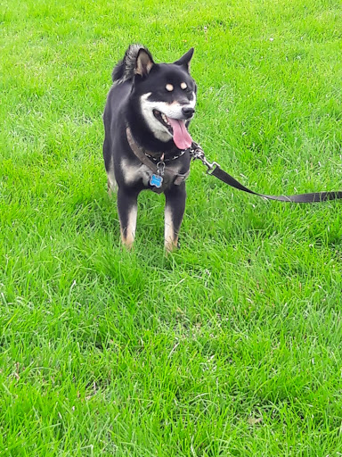 Park «Pring Ranch Park», reviews and photos, 5264 Prairie Grass Ln, Colorado Springs, CO 80922, USA