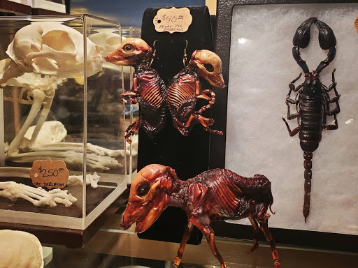 Explore rib tattoo ideas, creative tattoo ideas in Asheville, available at Dark and Deviant Oddities