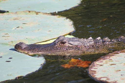 Park «Sheldon Lake State Park and Environmental Learning Center», reviews and photos, 14140 Garrett Rd, Houston, TX 77044, USA