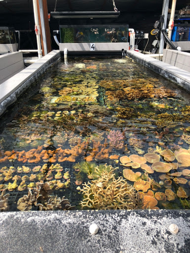 Aquarium «Reef Systems Coral Farm Inc», reviews and photos, 8459 Peter Hoover Rd, New Albany, OH 43054, USA