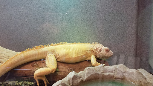 Pet Store «Exotic Pets», reviews and photos, 2410 N Decatur Blvd #160, Las Vegas, NV 89108, USA