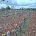 Photo n°2 de l'avis de Portugal.e fait le 14/03/2022 à 20:40 sur le  O Barradas à Silves