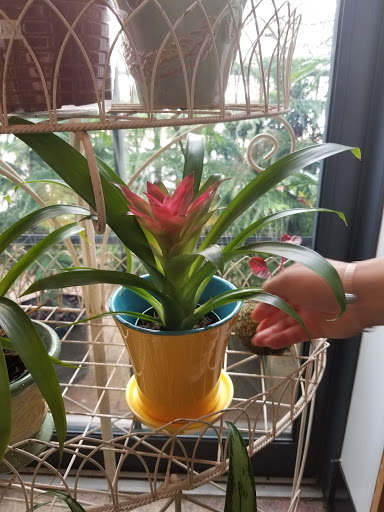 Florist «Little Shop of Flowers», reviews and photos, 2421 18th St NW, Washington, DC 20009, USA