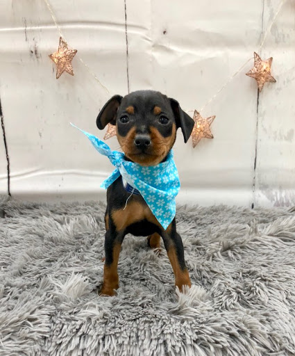 Pet Store «Happiness Is Pets Vi», reviews and photos, 616 E Roosevelt Rd, Lombard, IL 60148, USA