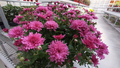 Produce Market «E Draghi & Son Farm Stand», reviews and photos, 86 Main St, South Glastonbury, CT 06073, USA