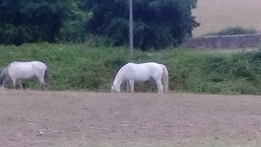 Centro Hípico Quinta do Mosteiro