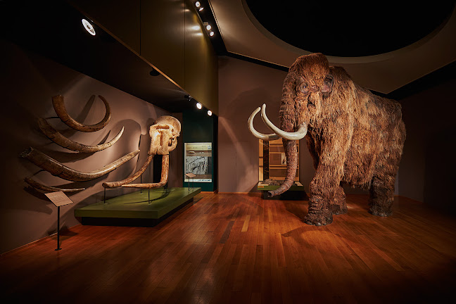 Kommentare und Rezensionen über Naturhistorisches Museum Basel