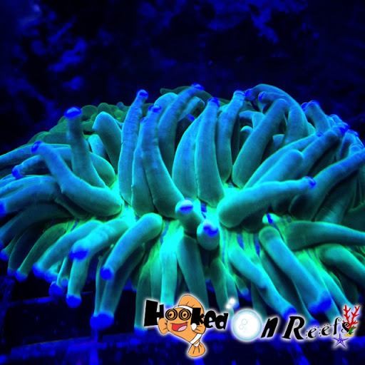 Tropical Fish Store «Hooked On Reefs», reviews and photos, 228 Hibiscus St #1, Jupiter, FL 33458, USA
