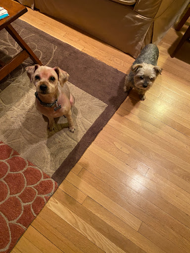 Pet Supply Store «Petco Animal Supplies», reviews and photos, 1111 US-46, Parsippany, NJ 07054, USA