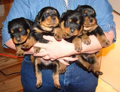 Vom Hodge Guardian Rottweilers