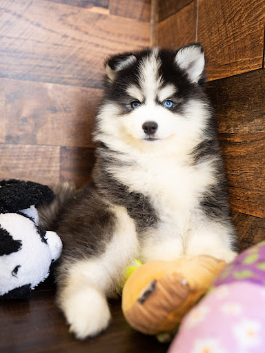 Pet Store «Petland Pembroke Pines», reviews and photos, 356 N University Dr, Pembroke Pines, FL 33024, USA