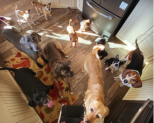 Animal Crackers, LLC