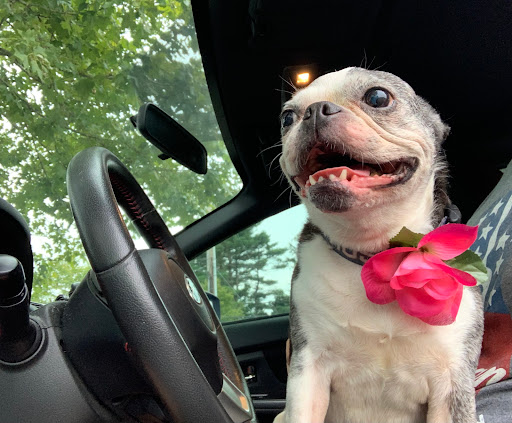 Pet Supply Store «Petco Animal Supplies», reviews and photos, 9 W Avon Rd, Avon, CT 06001, USA